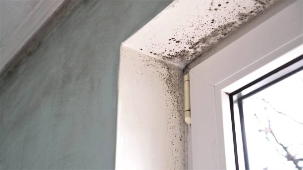 Best Commercial Mold Inspection  in Clayton, CA