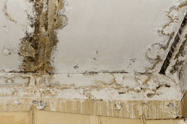 Best Dehumidification Services  in Clayton, CA