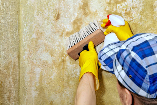 Best Residential Mold Inspection & Testing  in Clayton, CA