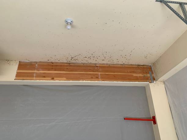 Best Flood Damage  in Clayton, CA