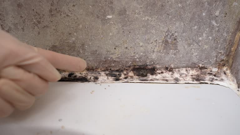 Best Biohazard Mold Removal  in Clayton, CA