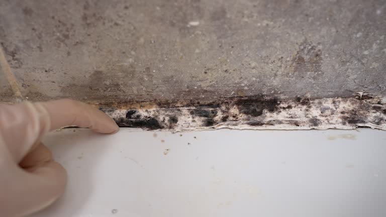 Best Attic Mold Removal  in Clayton, CA